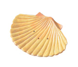 Creative Fashion Resin Bathroom Seashell Soap Dish/Soap Holder